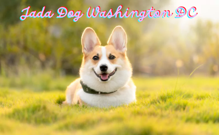 Jada Dog Washington DC: Pet-Friendly Guide