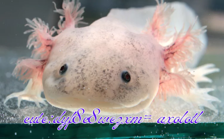 cute:dyf8c8wezxm= axolotl