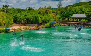 Dolphin Cove Jamaica