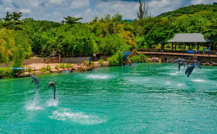 Dolphin Cove Jamaica